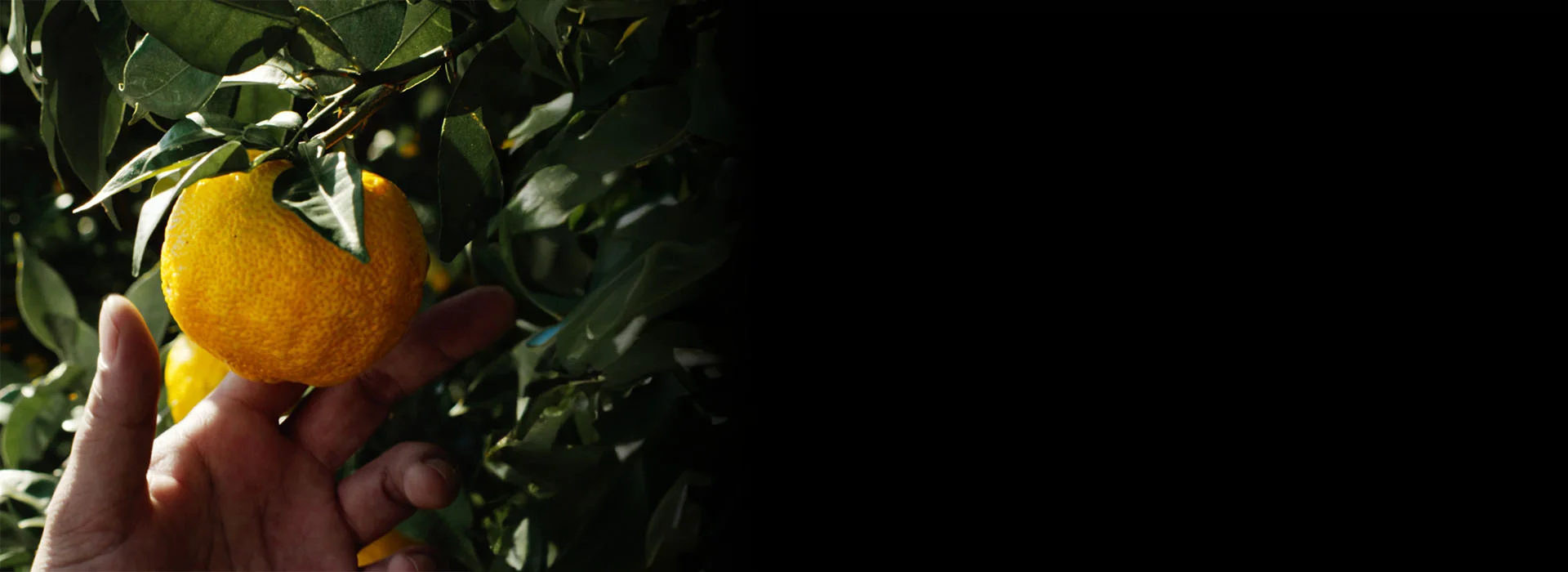 botanicoil indulging cleansing oil