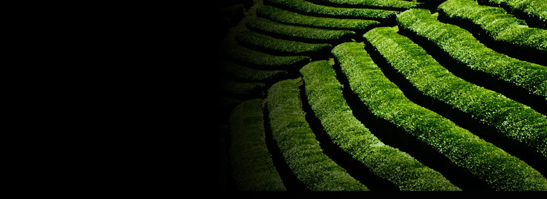 anti, oxi pollutant & dullness clarifying cleansing oil